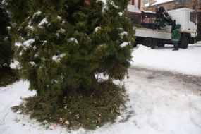 The work of the Christmas tree collection and recycling point in Kyiv