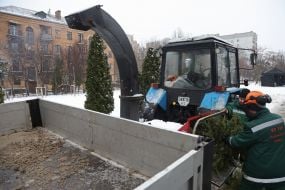 The work of the Christmas tree collection and recycling point in Kyiv