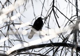 A crow on a tree branch