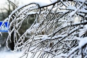 An icy tree branch