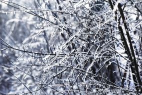 An icy tree branch