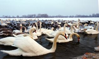 Swans and ducks in Kyiv