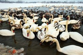 Swans and ducks in Kyiv