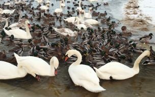 Swans and ducks in Kyiv