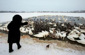 People feed swans and ducks