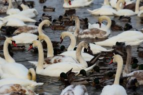 Swans and ducks in Kyiv
