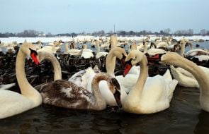Swans and ducks in Kyiv