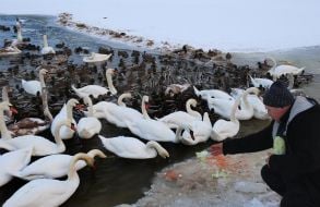 People feed swans and ducks