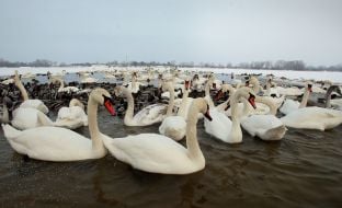 Swans and ducks in Kyiv