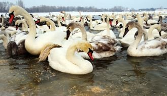 Swans and ducks in Kyiv