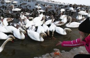 People feed swans and ducks