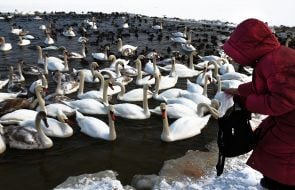 People feed swans and ducks