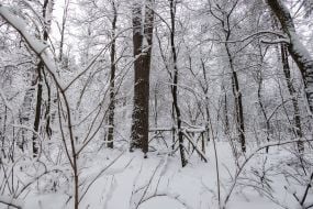 Заснеженный лес