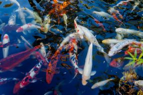 Декоративні коропи