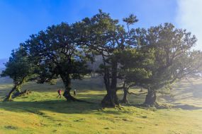 Лавровий ліс (Лаурісільва)  в районі Фанал острова Мадейра (Португалія)