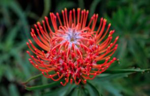 Цветок протеи в ботаническом саду острова Мадейра