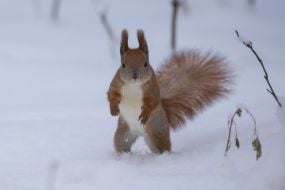 A squirrel in the park