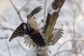 Woodpecker