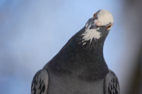 Pigeon