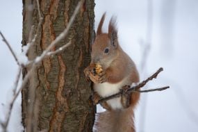 A squirrel in the park