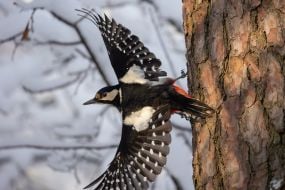 Woodpecker