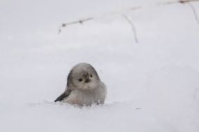 Синиця довгохвоста