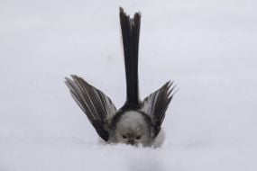 Синиця довгохвоста