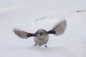 Синиця довгохвоста