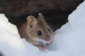 Миша лісова