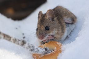 Миша лісова