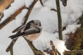 Синиця довгохвоста
