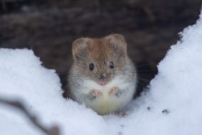 Нориця руда