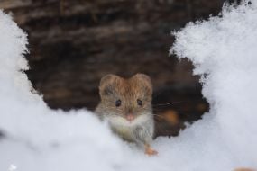 Нориця руда