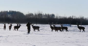 Deer Park "On the Horns"