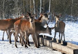 Deer Park "On the Horns"