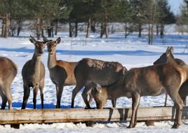 Deer Park "On the Horns"