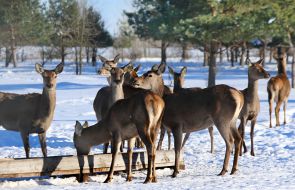 Deer Park "On the Horns"