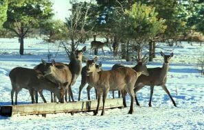 Deer Park "On the Horns"