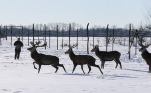 Deer Park "On the Horns"