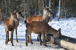 Deer Park "On the Horns"