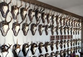 Hunting trophies