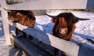 Scottish Highland Bulls