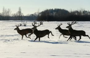 Deer Park "On the Horns"