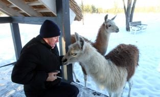An employee of the "On the Horns" deer park feeds a llama