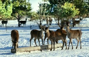 Deer Park "On the Horns"