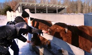 Scottish Highland Bulls