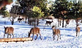 Deer Park "On the Horns"