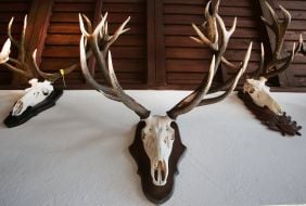 Hunting trophies