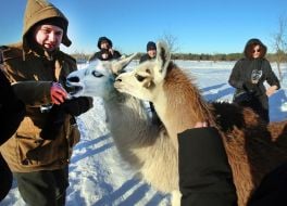 An employee of the "On the Horns" deer park feeds a llama