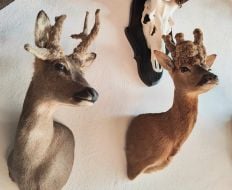 Охотничьи трофеи